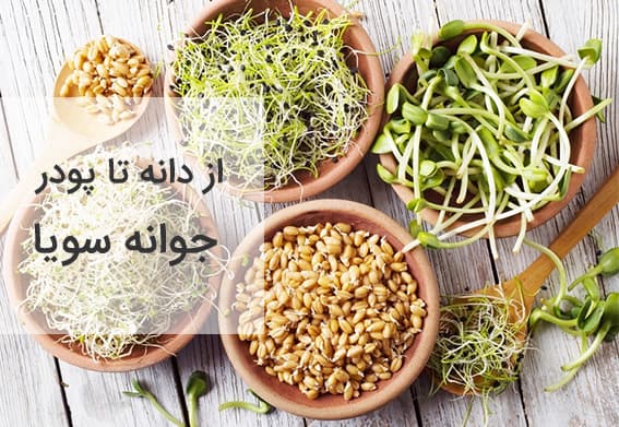 از دانه تا پودر جوانه سویا